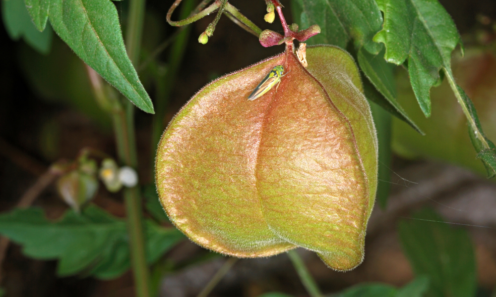 Heartseed